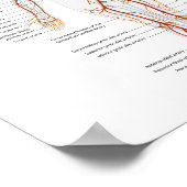 Poster Humaan Circulatoir Arteriestelsel (Hoek)