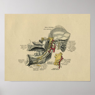 Poster Humain Jaw TMJ Anatomy 1902 Vintage Print