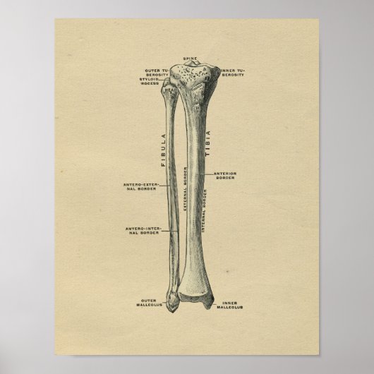 Poster Humain Tibia Anatomy 1902 Vintage Print (Devant)