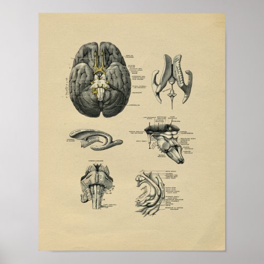 Poster Human Brain Anatomy 1902 Vintage Print (Devant)