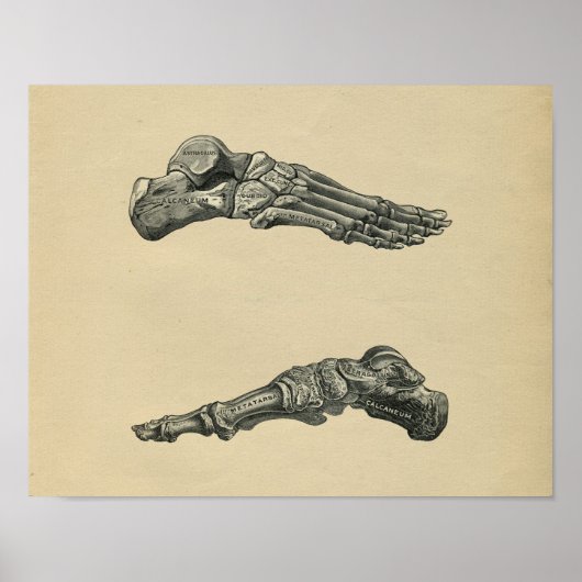 Poster Human Foot Anatomy 1902 Vintage Print (Devant)