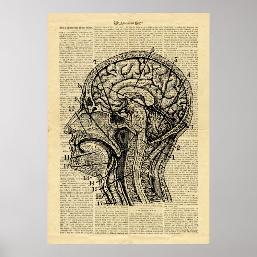 Poster Human Head Brain Anatoma over krant (Voorkant)