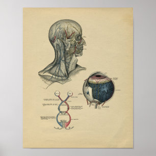 Poster Human Head Neck Anatomy 1902 Vintage Print