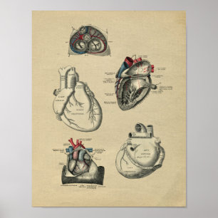Poster Human Heart Anatomy 1902 Vintage Print
