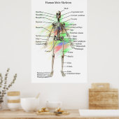 Poster Human Homme Skeleton (Cuisine)