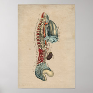 Poster Human Nervous System Anatomy 1841 Print