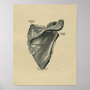 Poster Human Scapula Anatomy 1902 Vintage Print