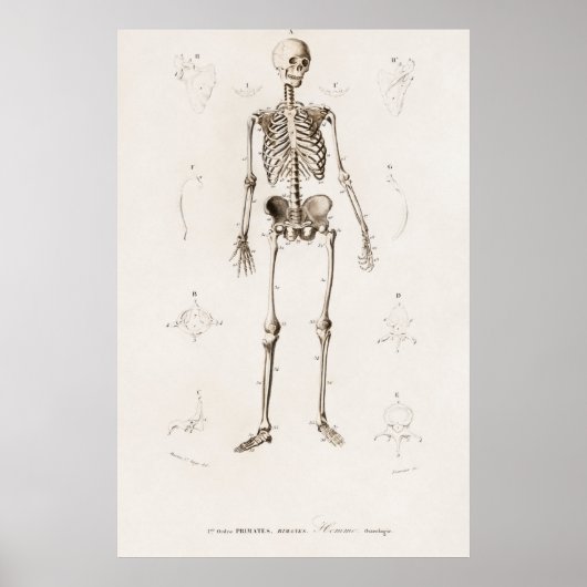 Poster Human skeleton (Devant)