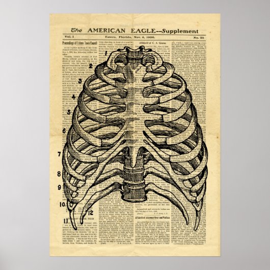Poster Human Skeleton Thorax dans le journal (Devant)