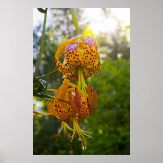 Poster Humboldt Lily (Devant)