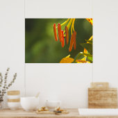 Poster Humboldt Lily Stamens (Cuisine)