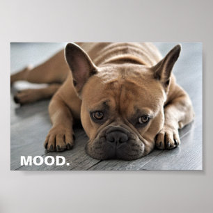 Poster Humeur de bouledogue français