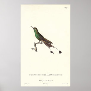 Poster Humminbird vert Long-coupé la queue de copie