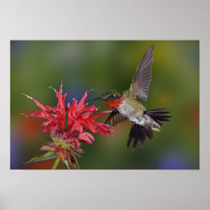 Poster Hummingbird à gorge rubis mâle se nourrit de