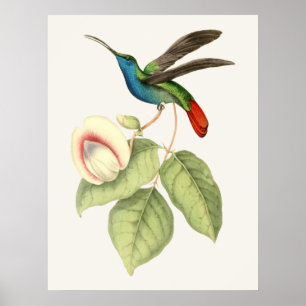 Poster Hummingbird and Flower
