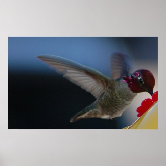 Poster Hummingbird Close Up ~print~ (Devant)