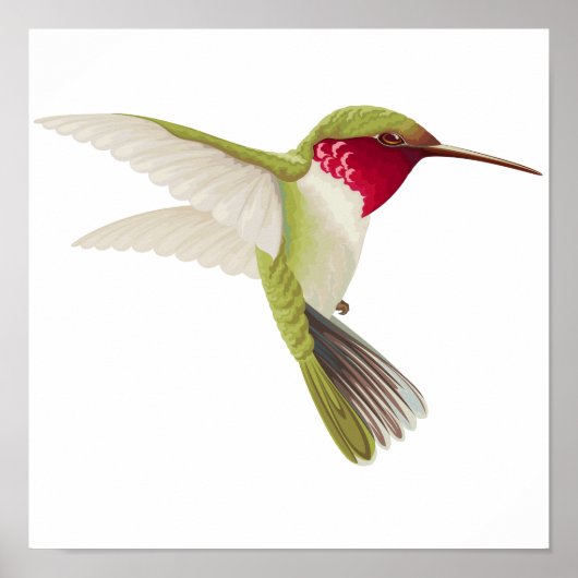 Poster Hummingbird drawing (Devant)