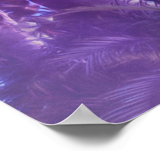 POSTER HUMMINGBIRD MOONLIGHT OASIS (Coin)