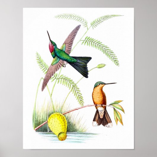 Poster Hummingbird No.5 Antique Histoire Naturelle Imprim (Devant)