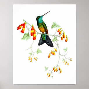 Poster Hummingbird No.6 Antique Histoire Naturelle Imprim