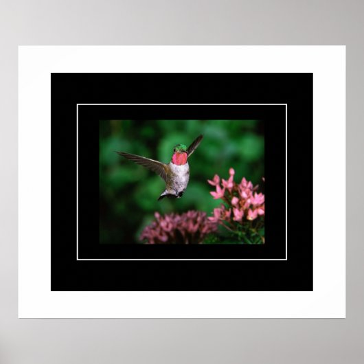 Poster-Hummingbird Poster (Voorkant)