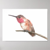 Poster Hummingbird watercolor (Devant)