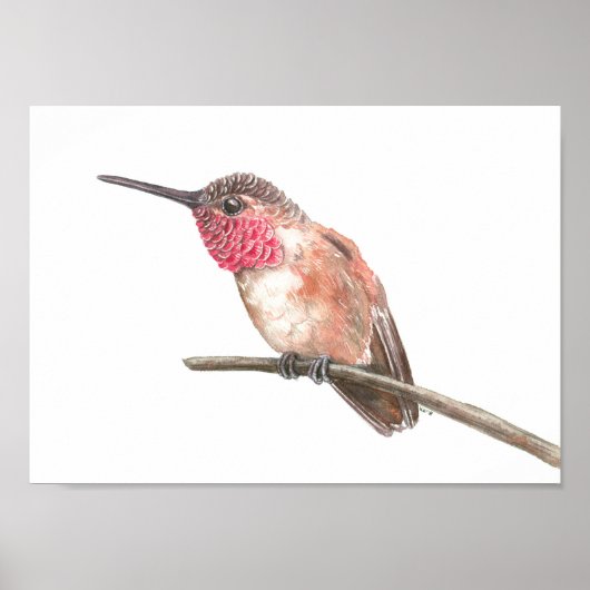 Poster Hummingbird watercolor (Devant)