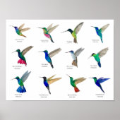 Poster Hummingbirds  (Devant)