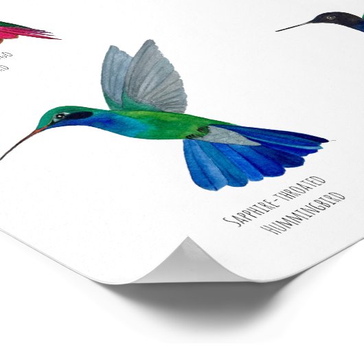 Poster Hummingbirds  (Coin)