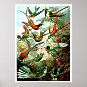 Poster Hummingbirds 1904 par Ernst Haeckel.