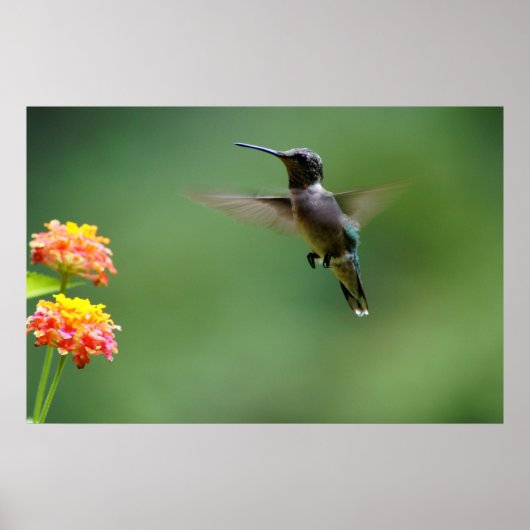 Poster Humour d'été (Devant)