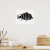 Poster Humphead Cichlid (Cuisine)