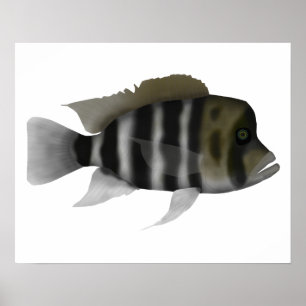 Poster Humphead Cichlid
