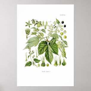 Poster Humulus lupulus (Hop)