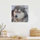 Poster Husky (Cuisine)