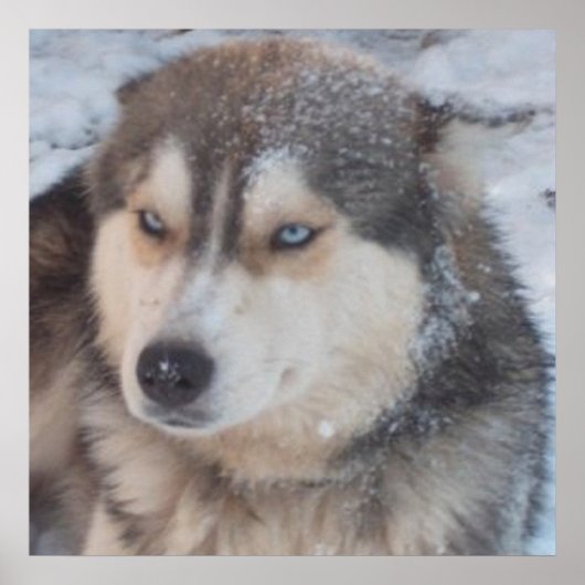 Poster Husky (Devant)
