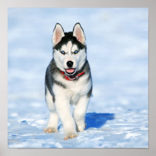Poster Husky