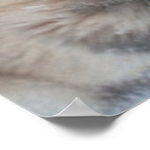 Poster Husky (Coin)