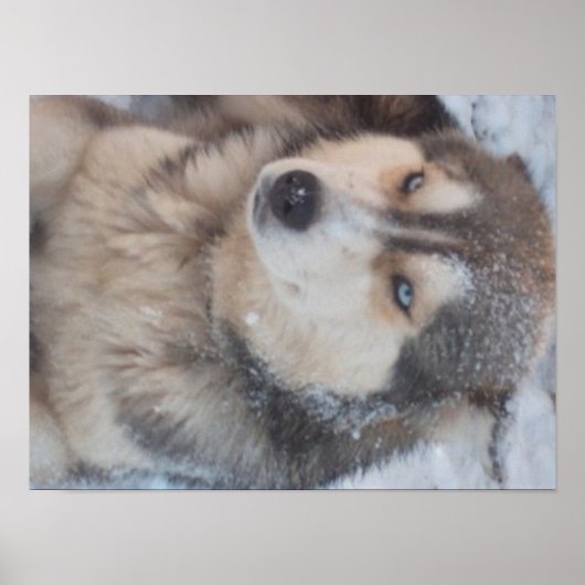 Poster Husky (Devant)