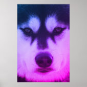 Poster Husky (Devant)