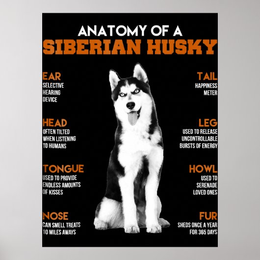 Poster Husky | Anatomie Des Chiens Husky Sibériens (Devant)
