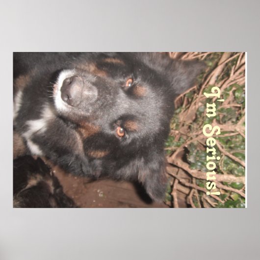 Poster Husky Collie Kruising (Voorkant)