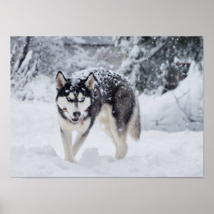 Poster Husky dans la neige