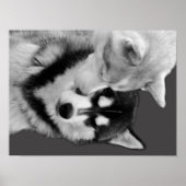 Poster Husky Love (Devant)