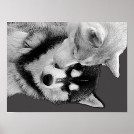 Poster Husky Love (Devant)