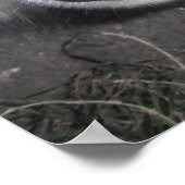 Poster Husky One Blue Eye One Brown Eye (Coin)