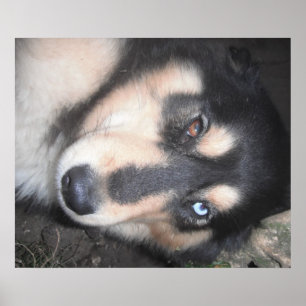 Poster Husky One Blue Eye One Brown Eye