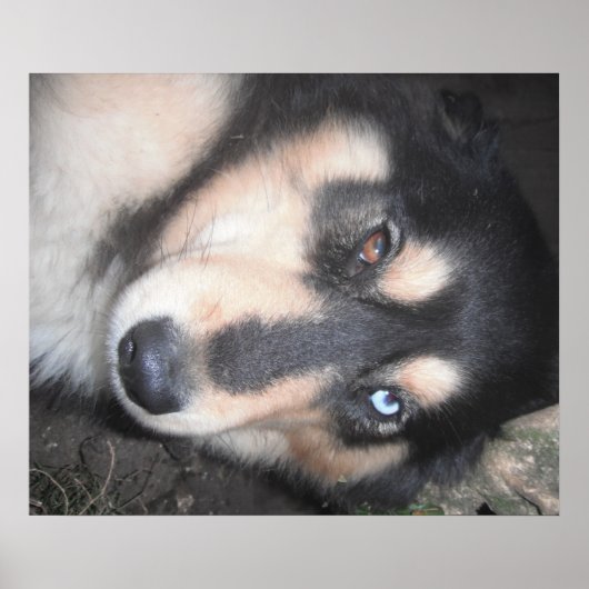 Poster Husky One Blue Eye One Brown Eye (Devant)