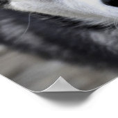 Poster Husky Puppy (Coin)