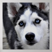 Poster Husky Puppy (Devant)